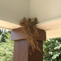 Nuisance Bird Issues