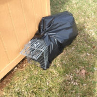 Skunk Issues