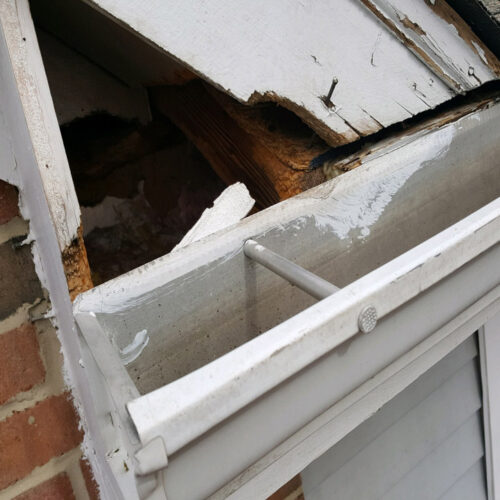 Raccoon Damage Repair