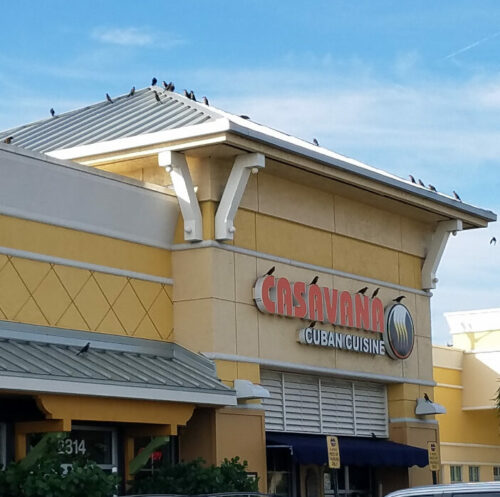 Birds on Storefront