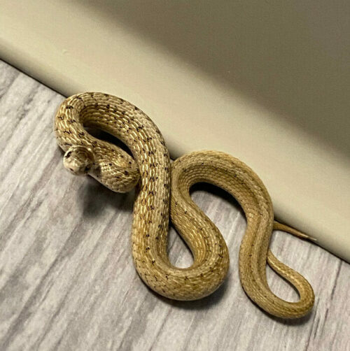 Snake in Home