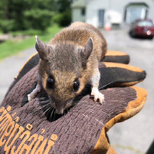 Caught Wildlife